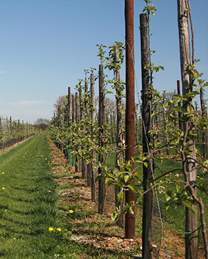 Pfähle für Obst-<br/>& Weinanbau