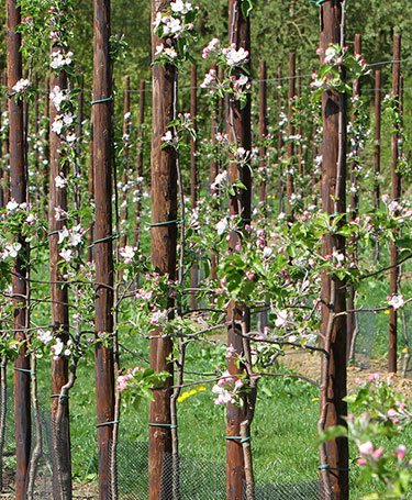 Pfähle für Obst-<br/>& Weinanbau