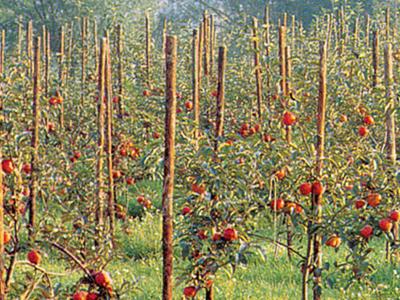Obstbau - Obstbau: Woran misst man die Qualität eines Holzpfahls?