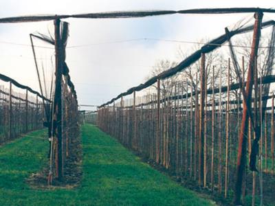 Fruitteelt - Bescherming - Fruitteelt: hoe een goede paal herkennen?