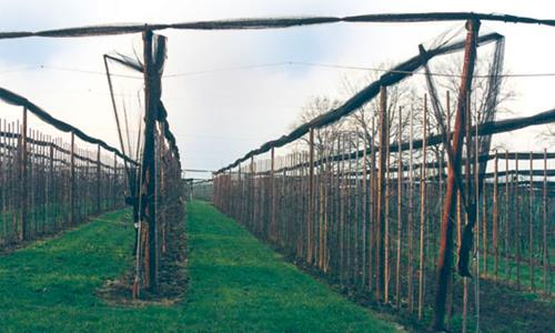 Fruitteelt - Palen voor Fruit- & Wijnteelt