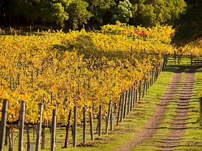 Arboriculture - Vignoble - Arboriculture : Comment reconnaître un tuteur en bois de qualité ?