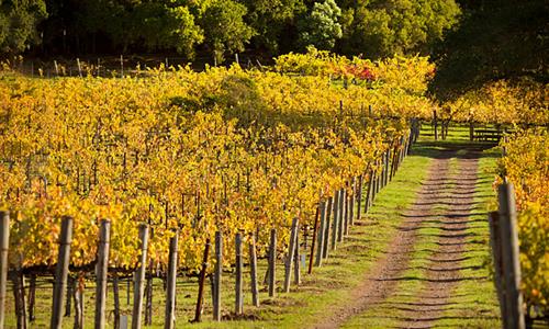 Vignobles - Poteaux de Viti- & Arboriculture