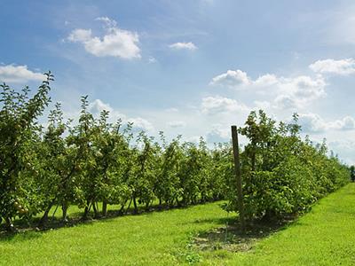 Obstbau - DURAPost Holzpfahl