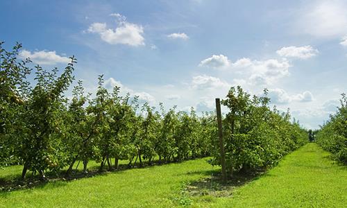 Obstbau - Pfähle für Obst- & Weinanbau