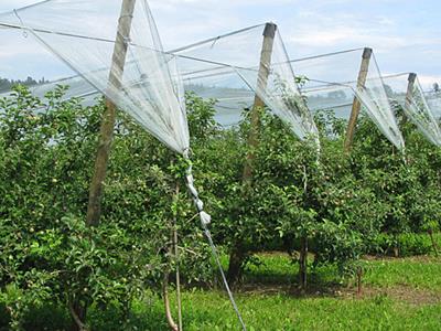 Holzpfahl für den Obstbau - Obstbau: Woran misst man die Qualität eines Holzpfahls?